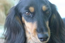 犬の視覚
