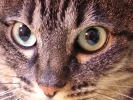 猫の視覚