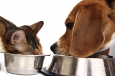 犬猫のフード比較